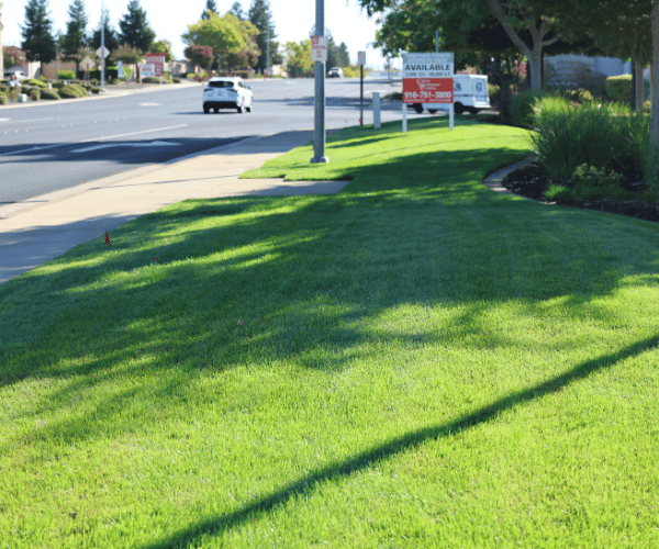 Sunny suburban street with a green lawn and sidewalk in the foreground, streetlights along the curb, and cars driving past a grassy median and a red roadside sign.